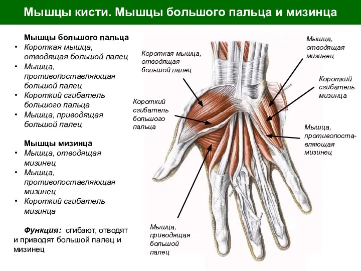 Мышцы кисти. Мышцы большого пальца и мизинца Мышцы большого пальца Короткая мышца,