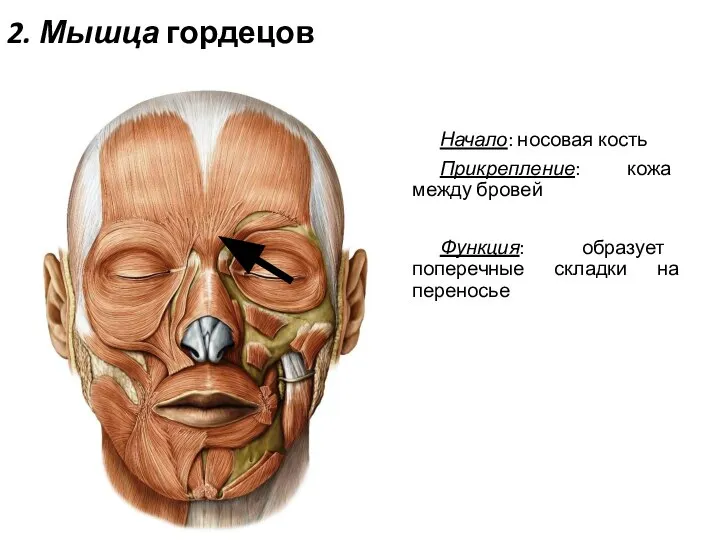 2. Мышца гордецов Начало: носовая кость Прикрепление: кожа между бровей Функция: образует поперечные складки на переносье