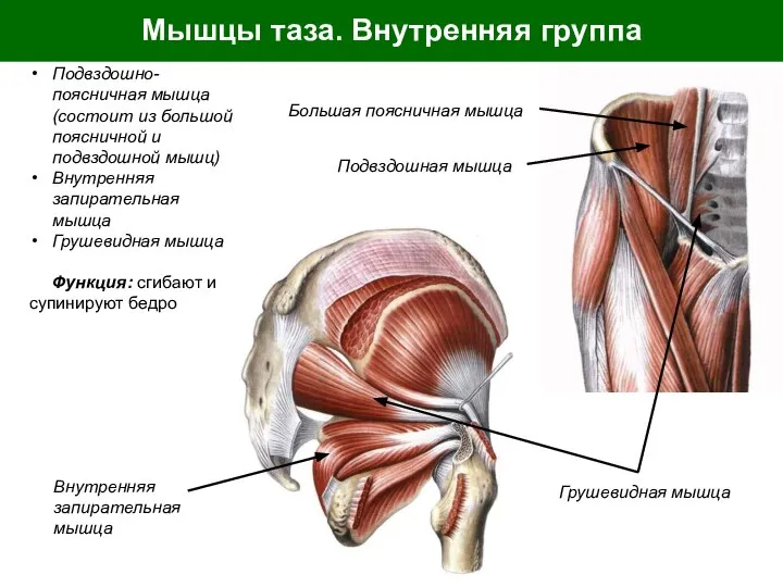 Мышцы таза. Внутренняя группа Подвздошно-поясничная мышца (состоит из большой поясничной и подвздошной
