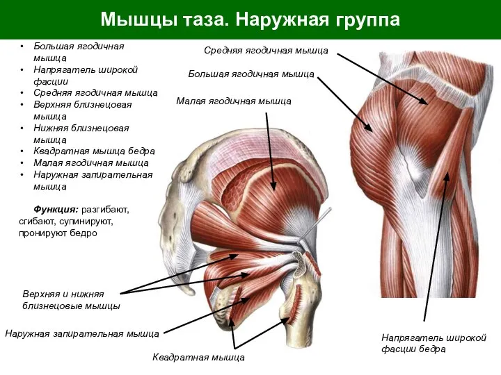 Мышцы таза. Наружная группа Большая ягодичная мышца Напрягатель широкой фасции Средняя ягодичная