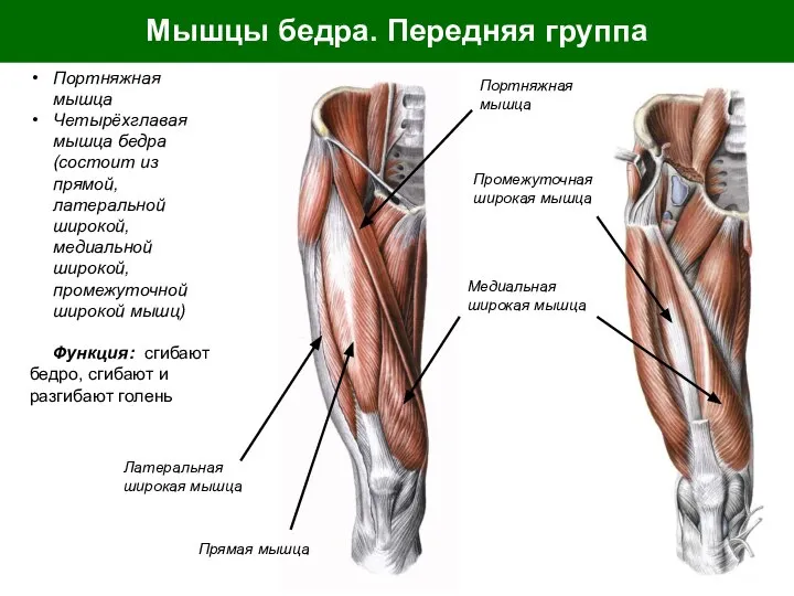 Мышцы бедра. Передняя группа Портняжная мышца Четырёхглавая мышца бедра (состоит из прямой,