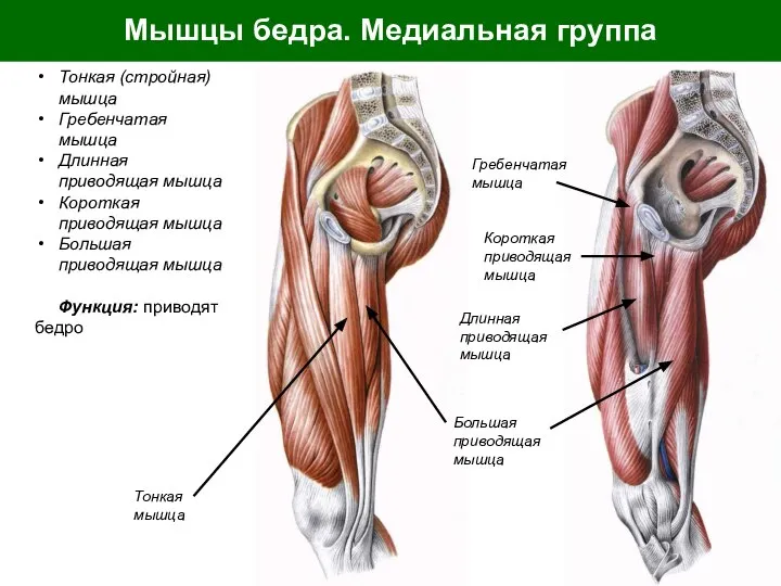 Мышцы бедра. Медиальная группа Тонкая (стройная) мышца Гребенчатая мышца Длинная приводящая мышца