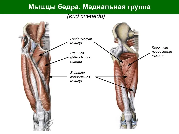 Мышцы бедра. Медиальная группа (вид спереди) Большая приводящая мышца Длинная приводящая мышца
