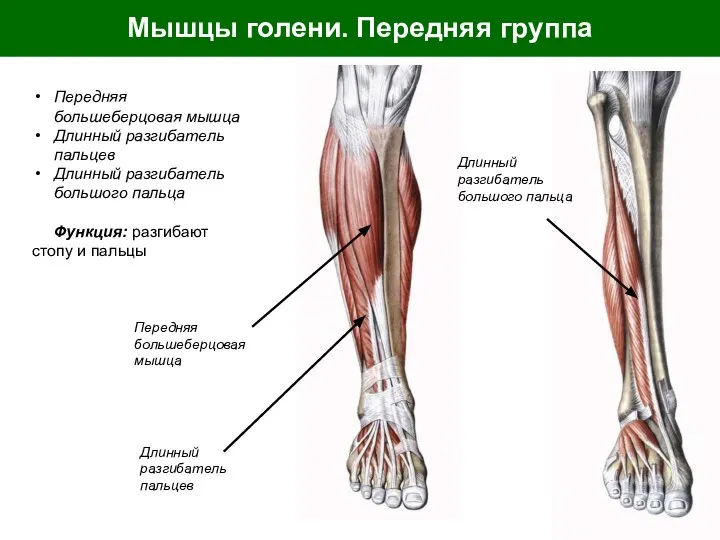 Мышцы голени. Передняя группа Передняя большеберцовая мышца Длинный разгибатель пальцев Длинный разгибатель