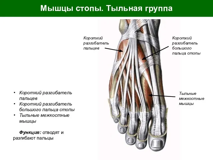 Мышцы стопы. Тыльная группа Короткий разгибатель пальцев Короткий разгибатель большого пальца стопы