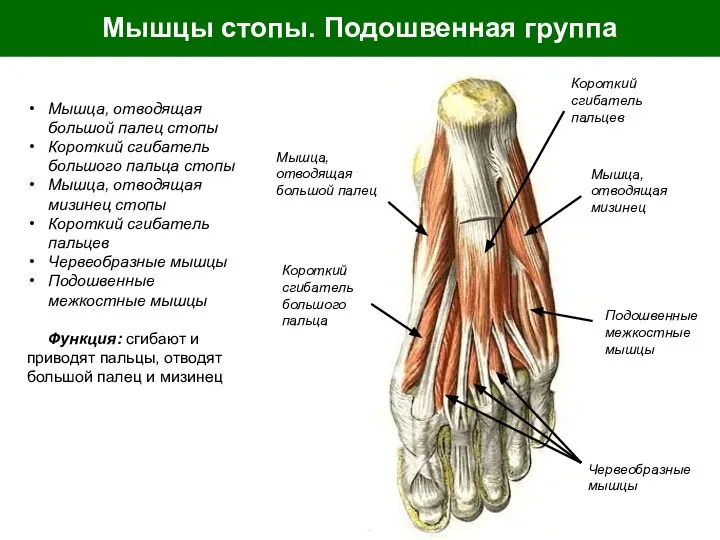 Мышцы стопы. Подошвенная группа Мышца, отводящая большой палец стопы Короткий сгибатель большого