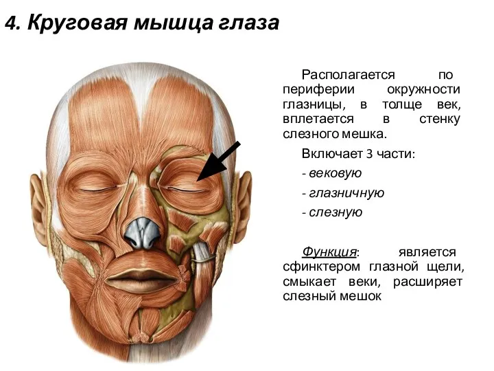 4. Круговая мышца глаза Располагается по периферии окружности глазницы, в толще век,