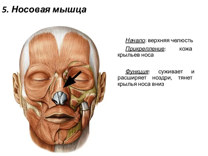 5. Носовая мышца Начало: верхняя челюсть Прикрепление: кожа крыльев носа Функция: суживает
