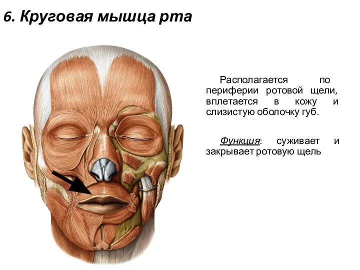 6. Круговая мышца рта Располагается по периферии ротовой щели, вплетается в кожу