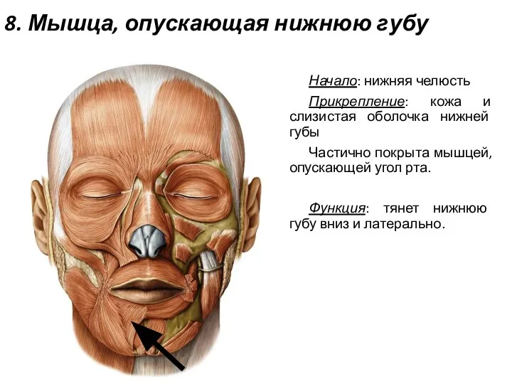 8. Мышца, опускающая нижнюю губу Начало: нижняя челюсть Прикрепление: кожа и слизистая