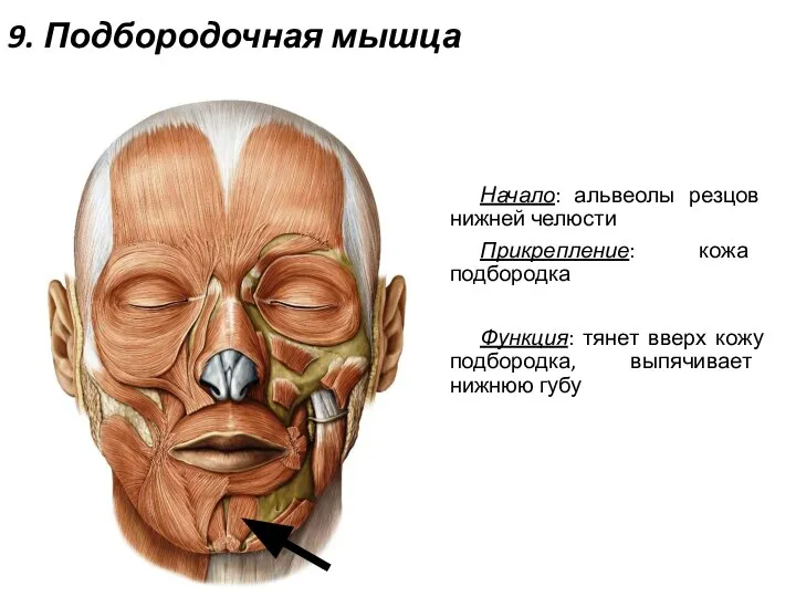 9. Подбородочная мышца Начало: альвеолы резцов нижней челюсти Прикрепление: кожа подбородка Функция: