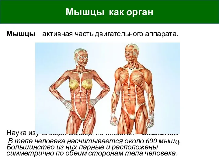 Мышцы – активная часть двигательного аппарата. Наука изучающая мышцы начинается – миология.