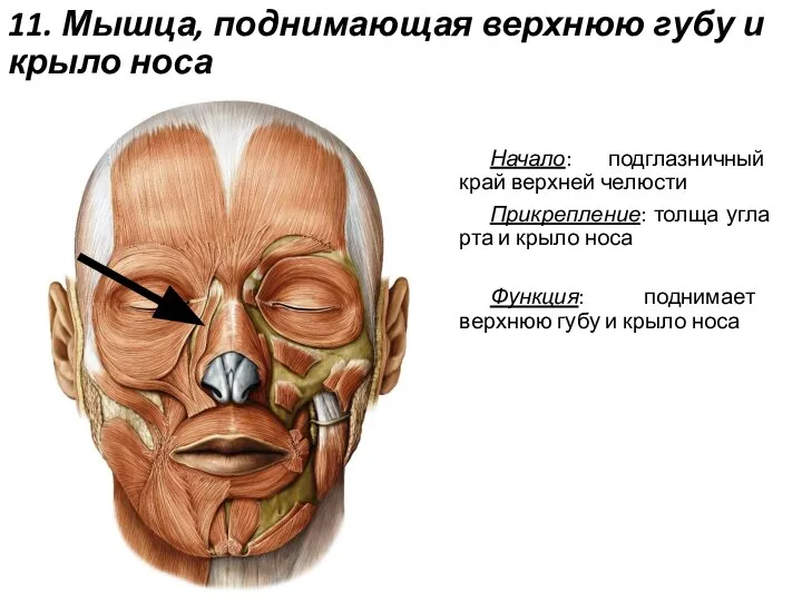 11. Мышца, поднимающая верхнюю губу и крыло носа Начало: подглазничный край верхней