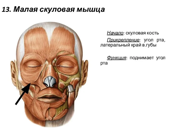 13. Малая скуловая мышца Начало: скуловая кость Прикрепление: угол рта, латеральный край