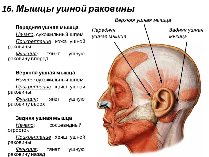16. Мышцы ушной раковины Передняя ушная мышца Начало: сухожильный шлем Прикрепление: кожа