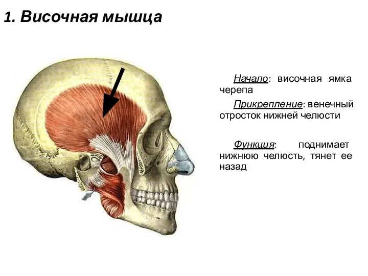 1. Височная мышца Начало: височная ямка черепа Прикрепление: венечный отросток нижней челюсти