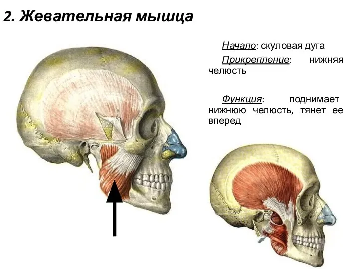 2. Жевательная мышца Начало: скуловая дуга Прикрепление: нижняя челюсть Функция: поднимает нижнюю челюсть, тянет ее вперед