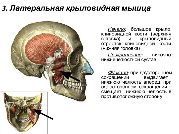 3. Латеральная крыловидная мышца Начало: большое крыло клиновидной кости (верхняя головка) и