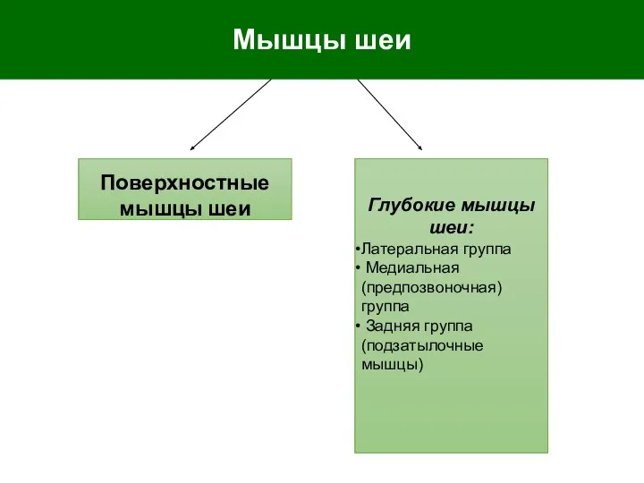 Мышцы шеи Поверхностные мышцы шеи Глубокие мышцы шеи: Латеральная группа Медиальная (предпозвоночная)