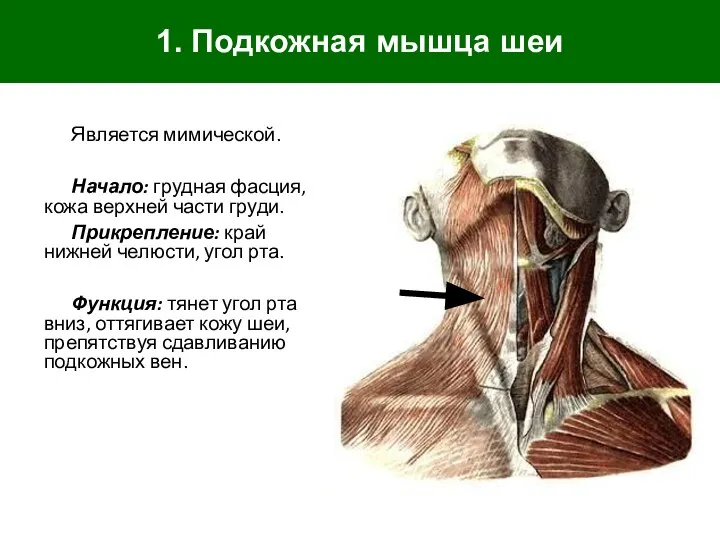 1. Подкожная мышца шеи Является мимической. Начало: грудная фасция, кожа верхней части