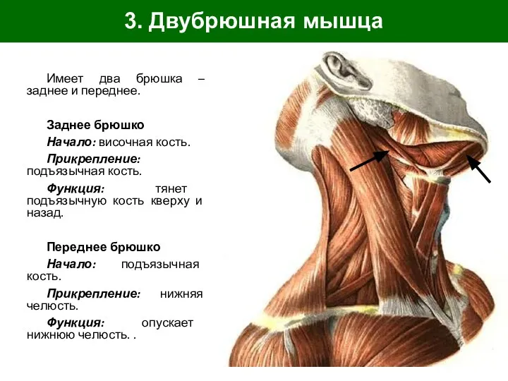 3. Двубрюшная мышца Имеет два брюшка – заднее и переднее. Заднее брюшко