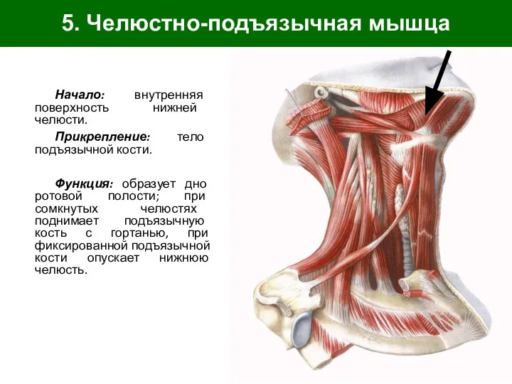 5. Челюстно-подъязычная мышца Начало: внутренняя поверхность нижней челюсти. Прикрепление: тело подъязычной кости.
