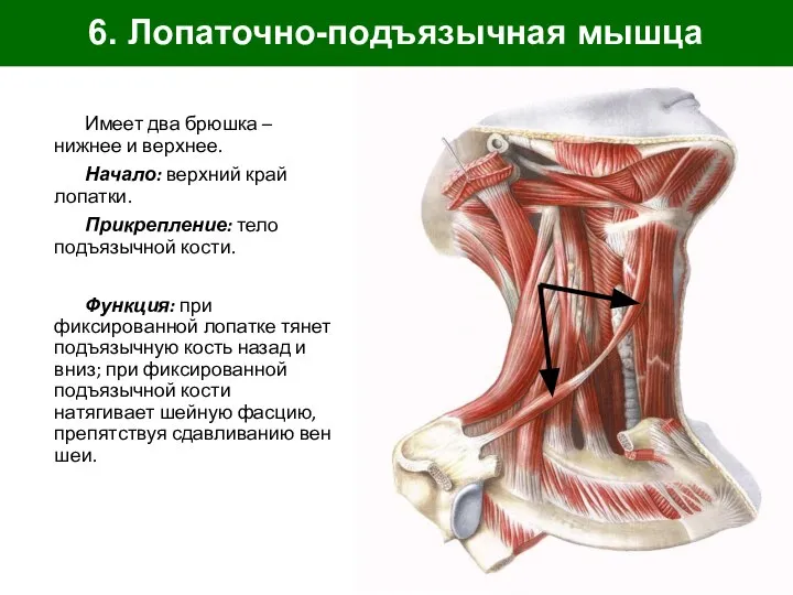 6. Лопаточно-подъязычная мышца Имеет два брюшка – нижнее и верхнее. Начало: верхний