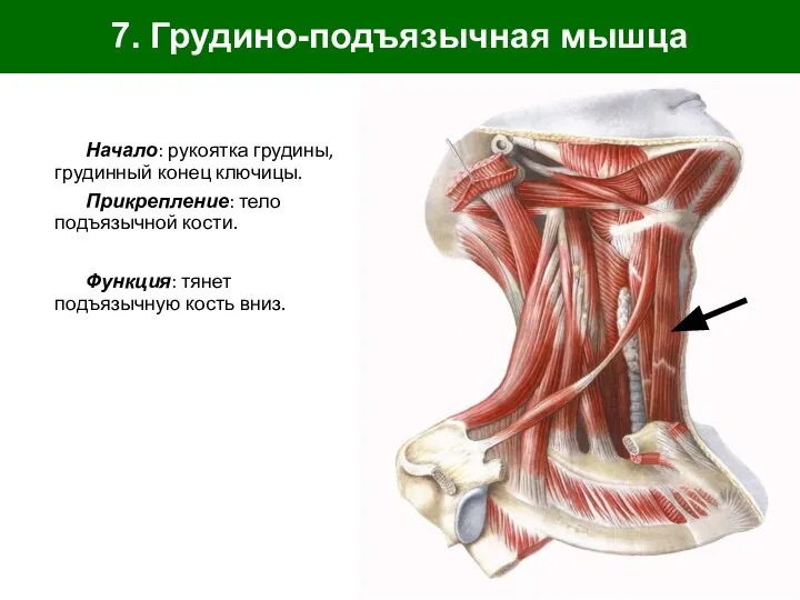 7. Грудино-подъязычная мышца Начало: рукоятка грудины, грудинный конец ключицы. Прикрепление: тело подъязычной