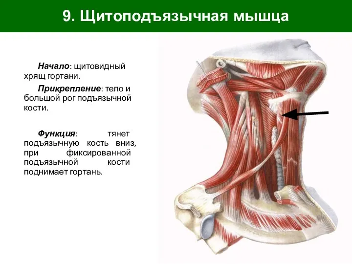 9. Щитоподъязычная мышца Начало: щитовидный хрящ гортани. Прикрепление: тело и большой рог
