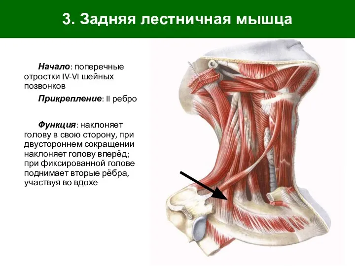 3. Задняя лестничная мышца Начало: поперечные отростки IV-VI шейных позвонков Прикрепление: II