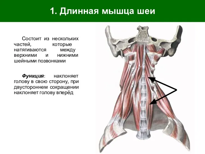 1. Длинная мышца шеи Состоит из нескольких частей, которые натягиваются между верхними