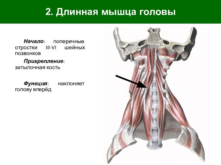 2. Длинная мышца головы Начало: поперечные отростки III-VI шейных позвонков Прикрепление: затылочная