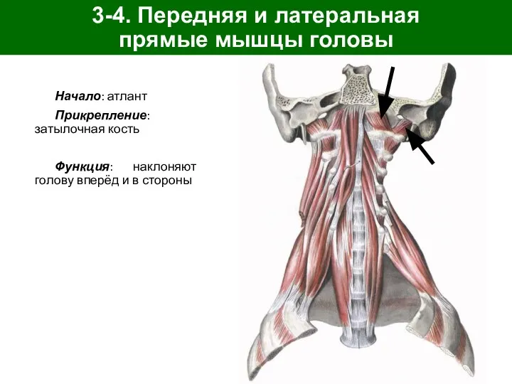 3-4. Передняя и латеральная прямые мышцы головы Начало: атлант Прикрепление: затылочная кость