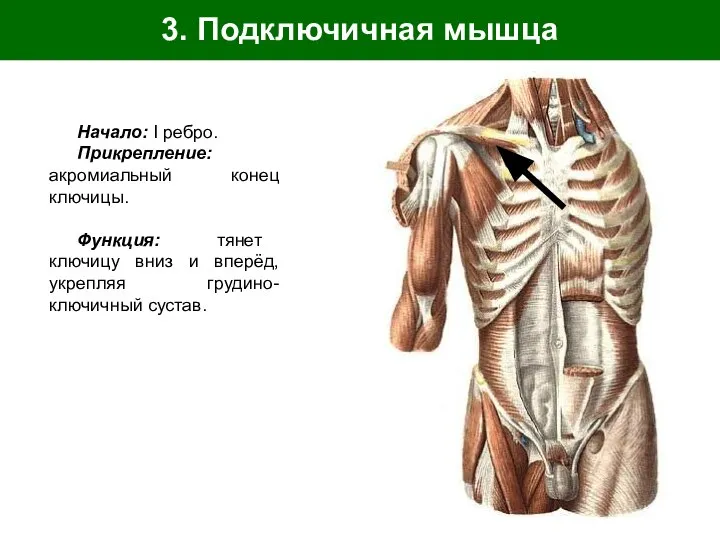 3. Подключичная мышца Начало: I ребро. Прикрепление: акромиальный конец ключицы. Функция: тянет