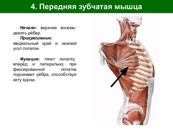 4. Передняя зубчатая мышца Начало: верхние восемь-девять рёбер. Прикрепление: медиальный край и