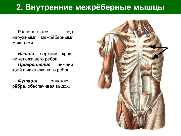 2. Внутренние межрёберные мышцы Располагаются под наружными межрёберными мышцами. Начало: верхний край