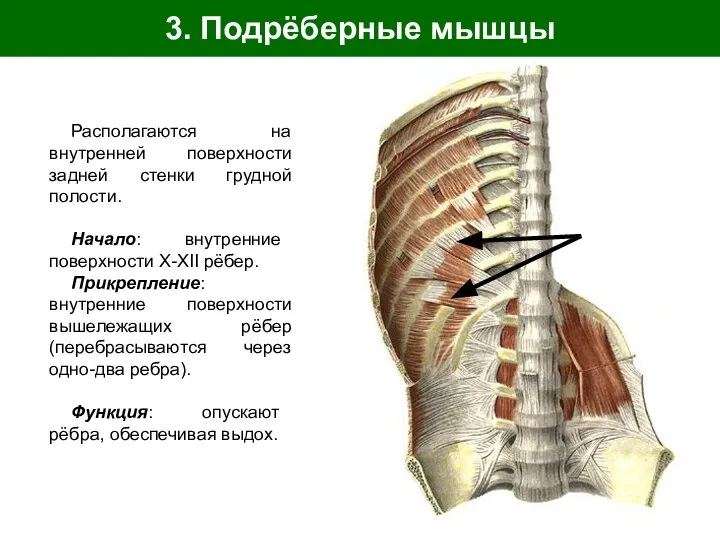 3. Подрёберные мышцы Располагаются на внутренней поверхности задней стенки грудной полости. Начало: