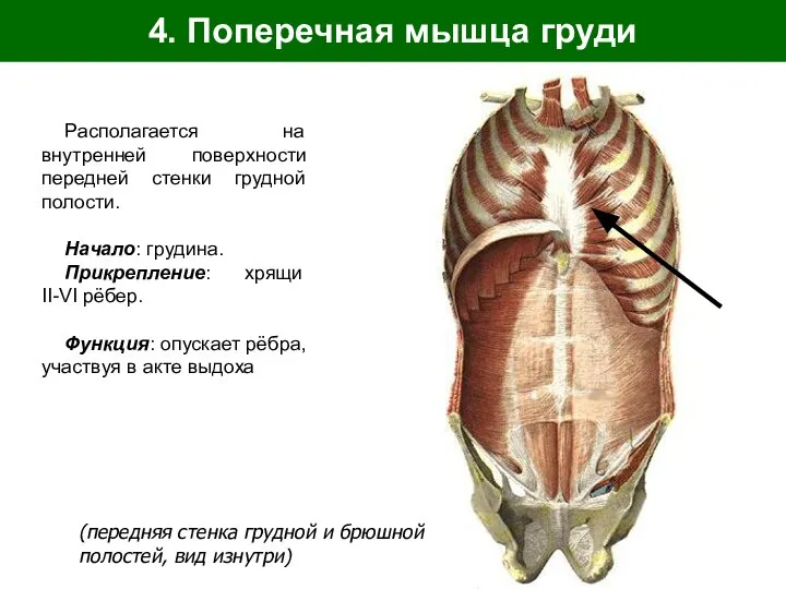 4. Поперечная мышца груди Располагается на внутренней поверхности передней стенки грудной полости.