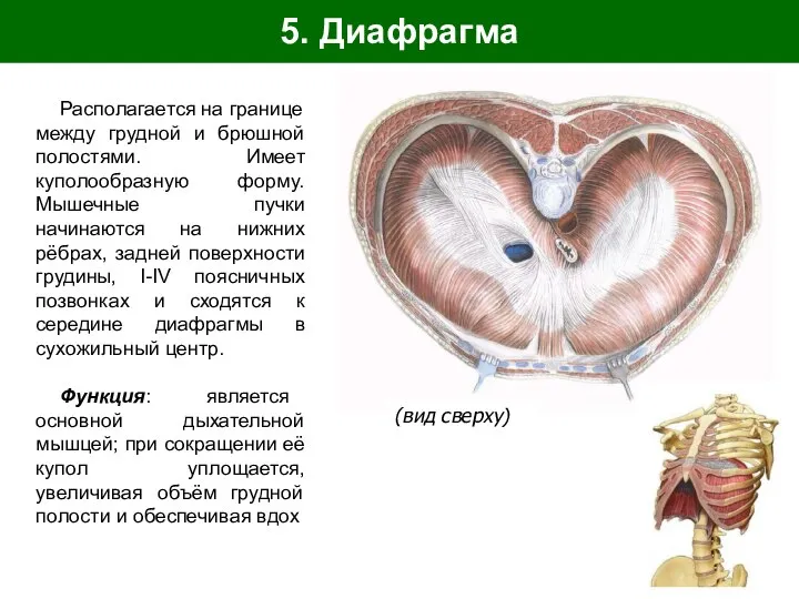 5. Диафрагма Располагается на границе между грудной и брюшной полостями. Имеет куполообразную