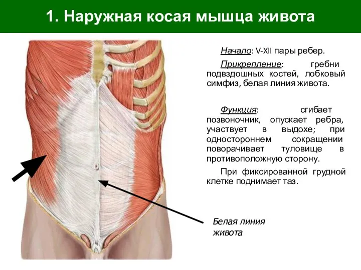 1. Наружная косая мышца живота Начало: V-XII пары ребер. Прикрепление: гребни подвздошных
