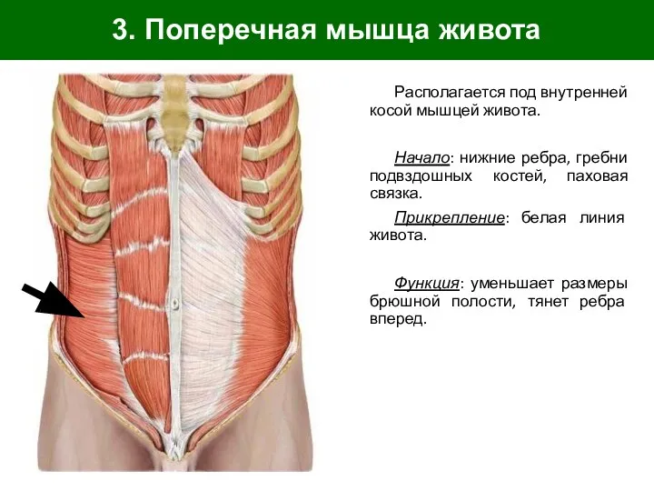 3. Поперечная мышца живота Располагается под внутренней косой мышцей живота. Начало: нижние