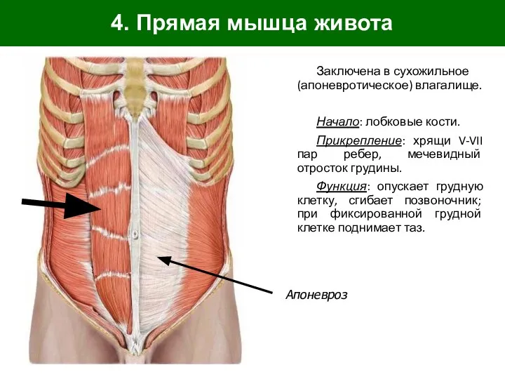 4. Прямая мышца живота Заключена в сухожильное (апоневротическое) влагалище. Начало: лобковые кости.