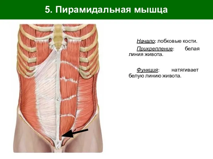5. Пирамидальная мышца Начало: лобковые кости. Прикрепление: белая линия живота. Функция: натягивает белую линию живота.