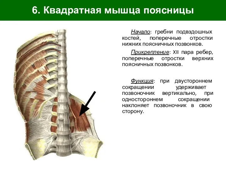6. Квадратная мышца поясницы Начало: гребни подвздошных костей, поперечные отростки нижних поясничных