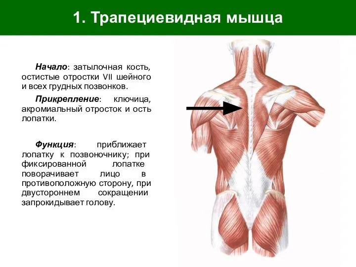 1. Трапециевидная мышца Начало: затылочная кость, остистые отростки VII шейного и всех