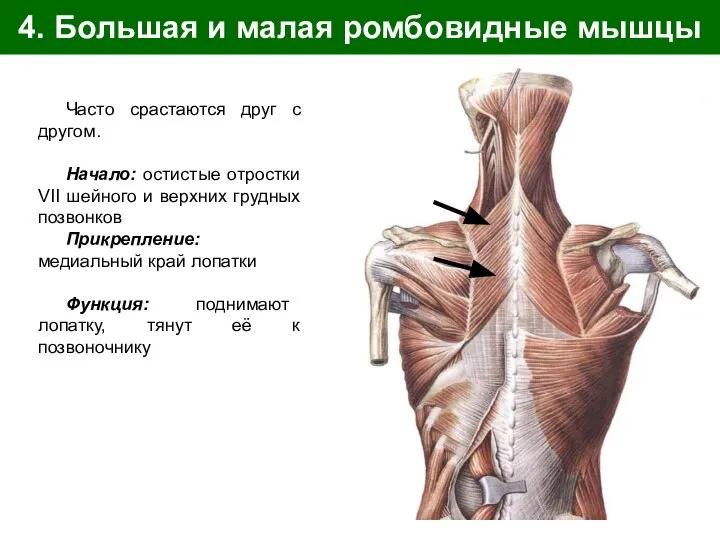 4. Большая и малая ромбовидные мышцы Часто срастаются друг с другом. Начало: