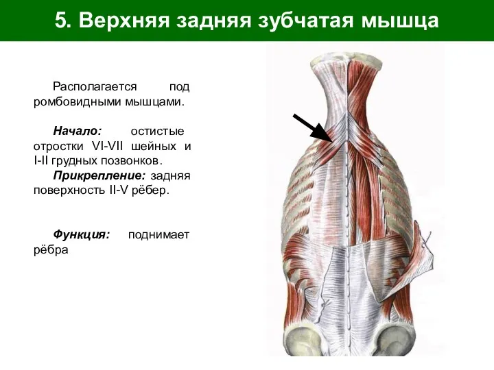 5. Верхняя задняя зубчатая мышца Располагается под ромбовидными мышцами. Начало: остистые отростки