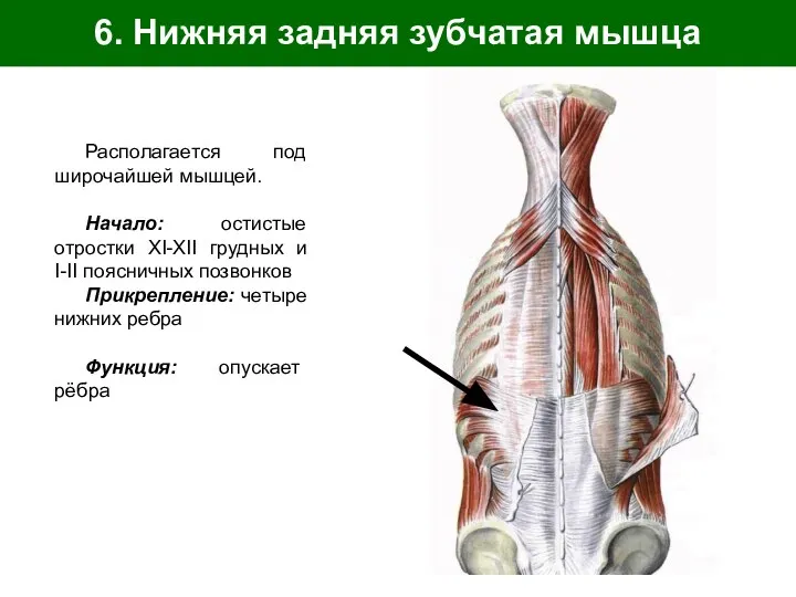 6. Нижняя задняя зубчатая мышца Располагается под широчайшей мышцей. Начало: остистые отростки