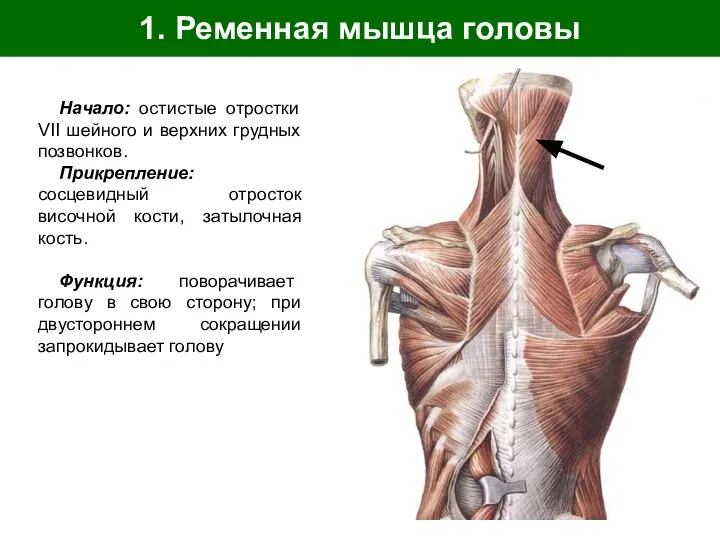 1. Ременная мышца головы Начало: остистые отростки VII шейного и верхних грудных