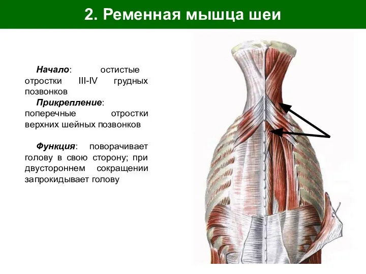 2. Ременная мышца шеи Начало: остистые отростки III-IV грудных позвонков Прикрепление: поперечные